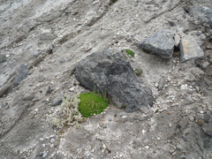 Eudema nubigena