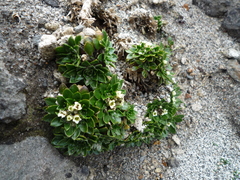 Eudema nubigena