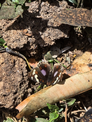Blue-spot Pansy