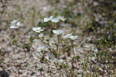 Leptosiphon chrysanthus decorus