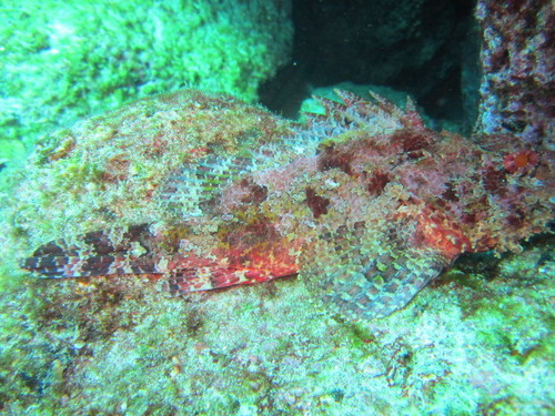 Stone Scorpionfish