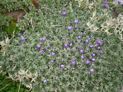 Nototriche phyllanthos