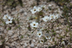 Leptosiphon chrysanthus decorus