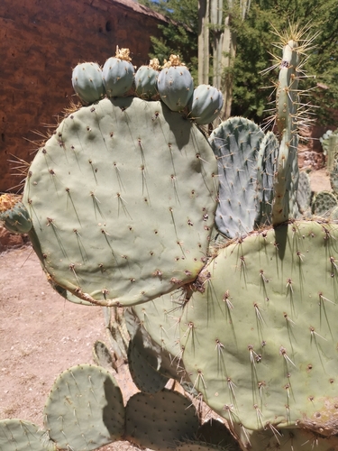 nopal tapón