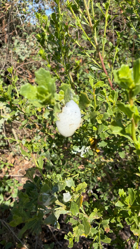 iNaturalist observation photo of Clastoptera lineatocollis