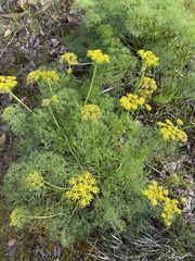 Lomatium klickitatense
