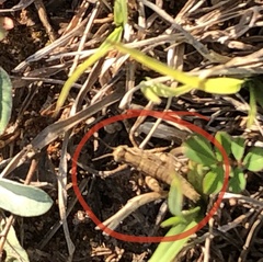 Chortophaga australior