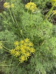 Lomatium klickitatense