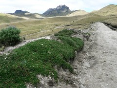 Alchemilla orbiculata