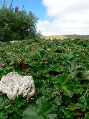 Alchemilla orbiculata