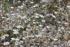 Leptosiphon chrysanthus decorus