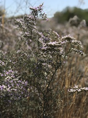 Limonium dichotomum