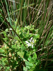 Stellaria recurvata