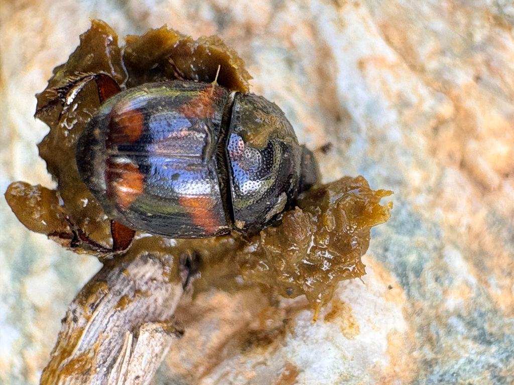 Caccobius schreberi from D 71, Morosaglia, Corsica, FR on May 5, 2026 ...