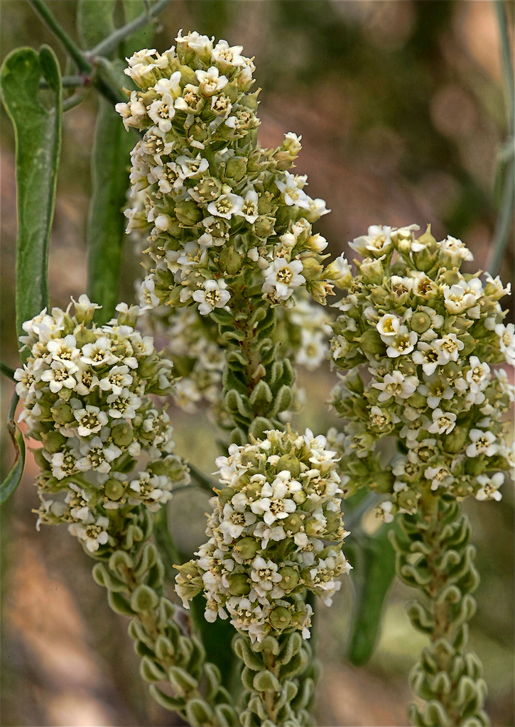 Mortonia
