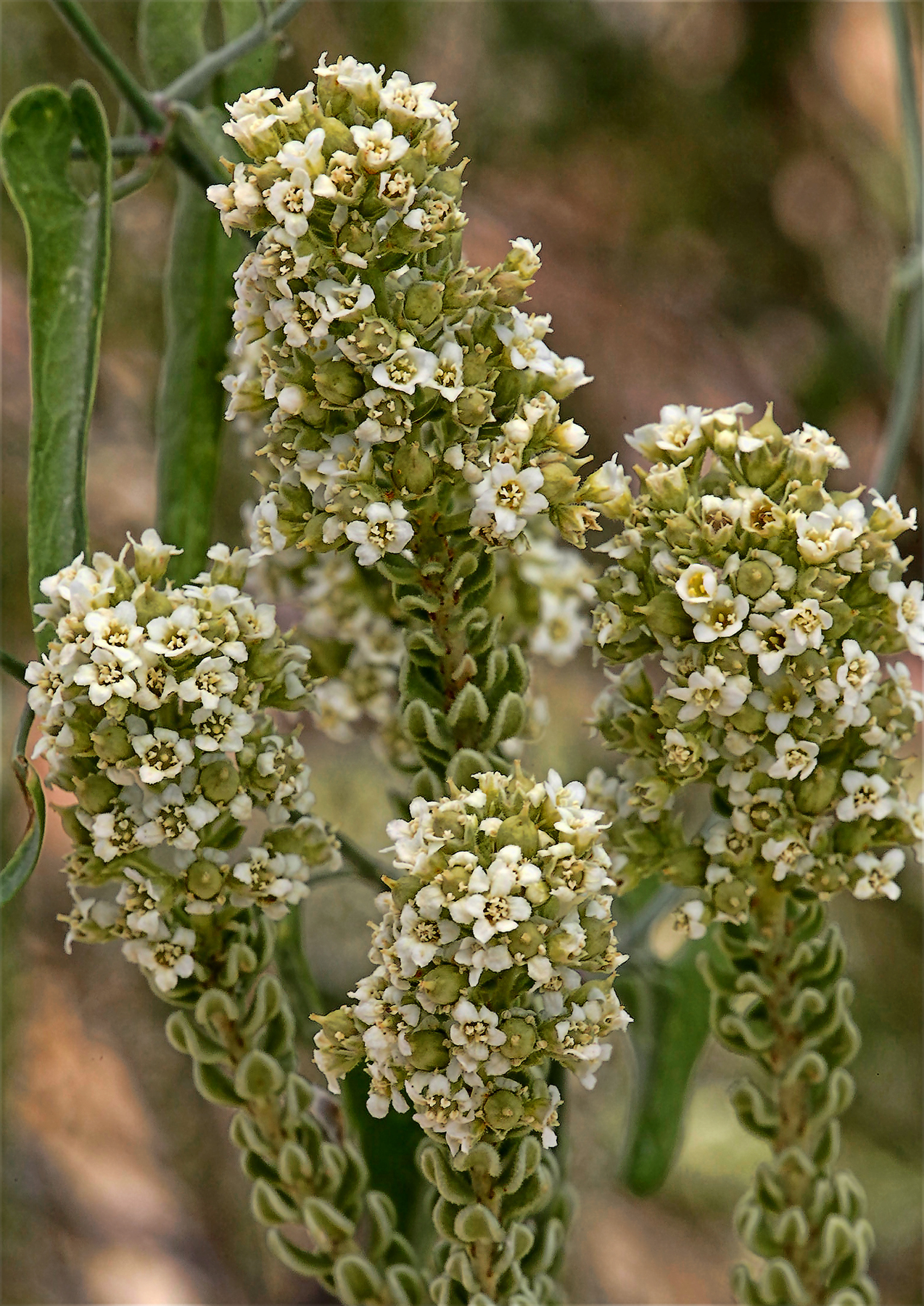 Mortonia