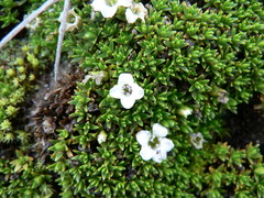 Arenaria dicranoides