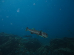 Chilomycterus reticulatus