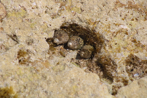 Phorcus articulatus