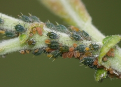 Aphis farinosa