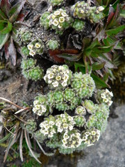 Draba aretioides