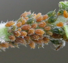 Aphis farinosa