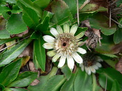 Eryngium humile