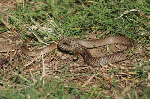 Balkan Whip Snake
