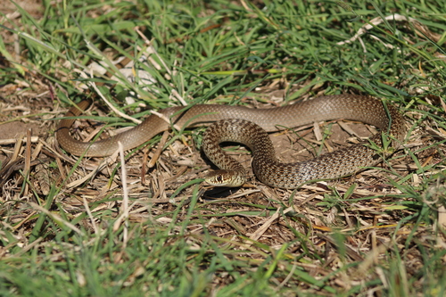 Balkan Whip Snake