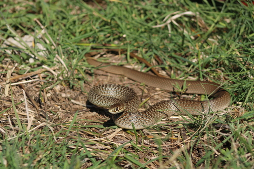 Balkan Whip Snake