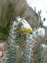 Lasiocephalus ovatus