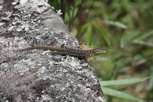 Stenocercus crassicaudatus