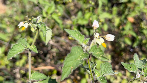 iNaturalist observation photo of greenspot nightshade