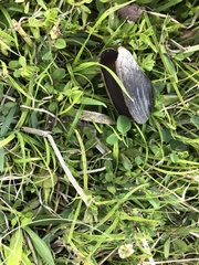 Unionoidea