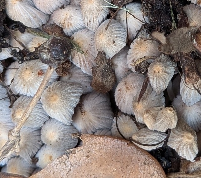 Coprinellus disseminatus · May 2026 · photo: © brittany32783 (iNaturalist, cc0)
