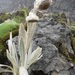 Senecio canescens - Photo (c) Fabien Anthelme, some rights reserved (CC BY-SA), uploaded by Fabien Anthelme
