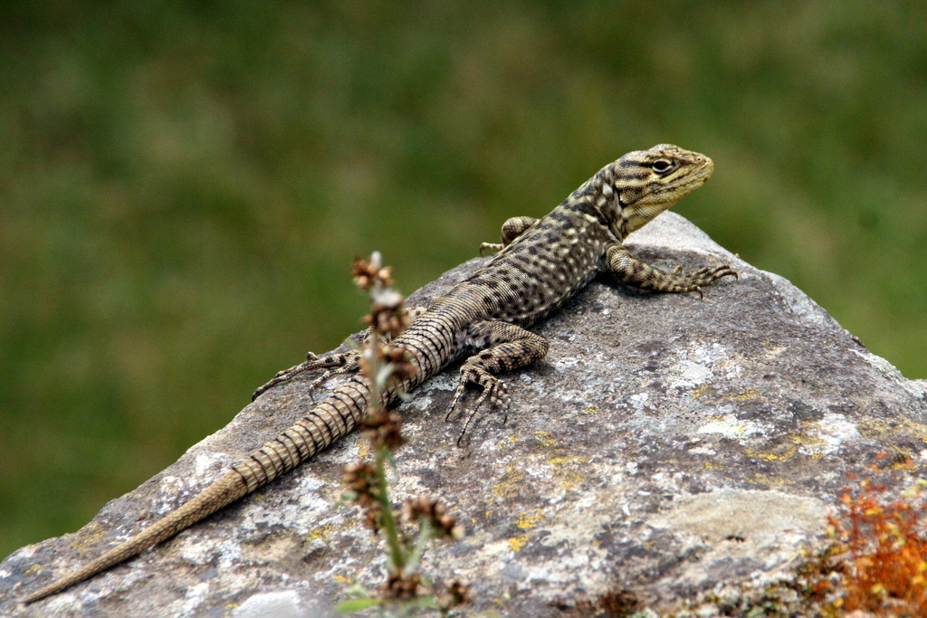 Spiny Whorltail Iguana