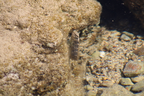 Salaria pavo