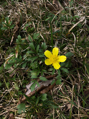Ranunculus fascicularis