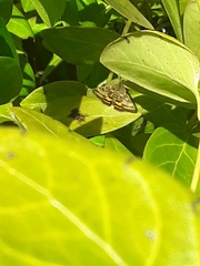 Pyrausta californicalis