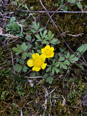 Ranunculus fascicularis