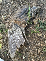 Otus scops