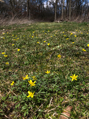 Ranunculus fascicularis