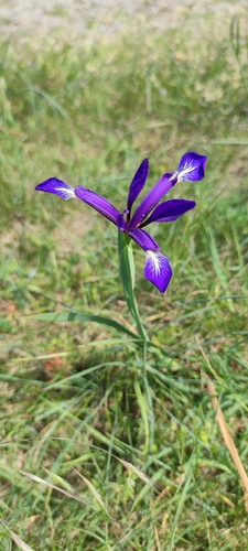 Iris reichenbachiana, photograph 6