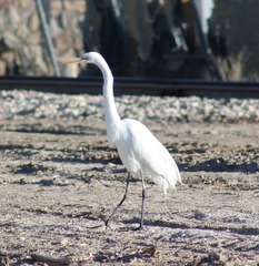 Ardea alba