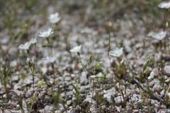 Leptosiphon chrysanthus decorus