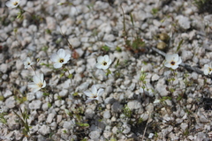 Leptosiphon chrysanthus decorus