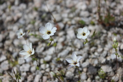 Leptosiphon chrysanthus decorus