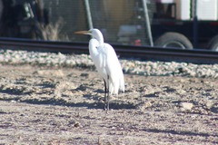 Ardea alba