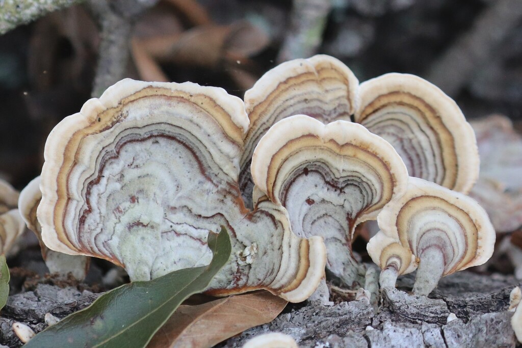 Stereum lobatum · April 2026 · photo: © rich451 (iNaturalist, cc-by)
